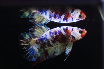 Close-up of fish swimming in sea