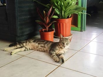 Cat relaxing on tiled floor