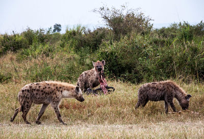 Hyenas on field