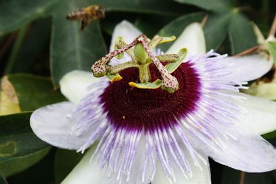 Close-up of purple flower