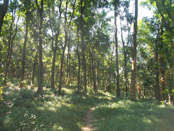 Sunlight streaming through trees in forest