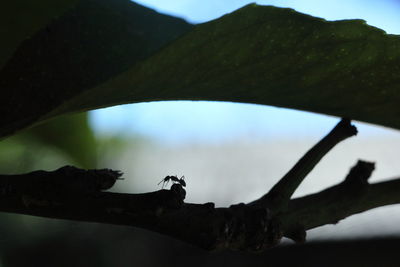 Low angle view of cat on branch