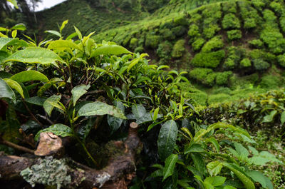Close-up of fresh green tree