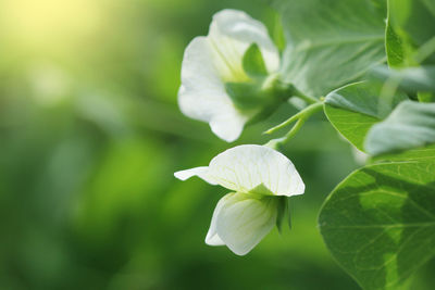 Close-up of white flowering plant