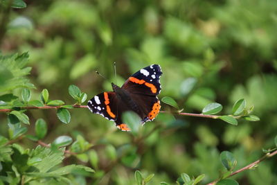 Butterfly on flower