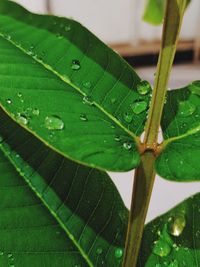 Close-up of wet plant leaves during rainy season