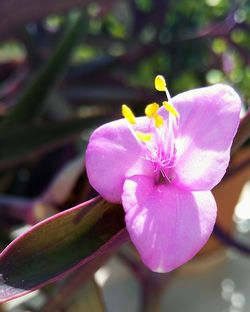 Close-up of pink flower