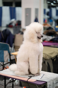 White dog sitting on table