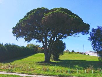 Trees on field against clear sky