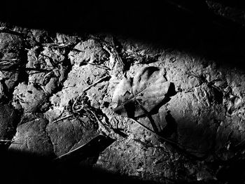 Branches of tree branches