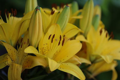 Close-up of orange flower