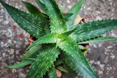 Close-up of plant