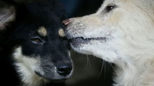 Close-up of a dog