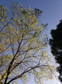 Low angle view of flowering tree against blue sky