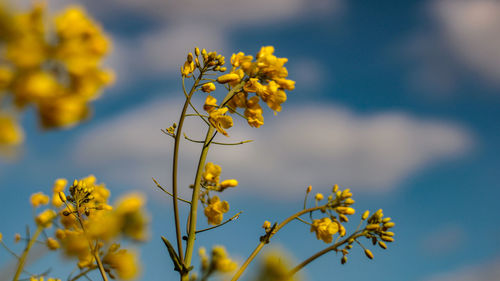 Close-up of yellow flowering plant