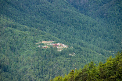 High angle view of pine trees in forest