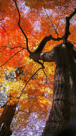 Low angle view of tree during autumn