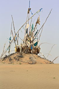 Dry plant on sand against clear sky