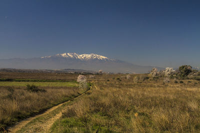 Scenic view of field against clear sky