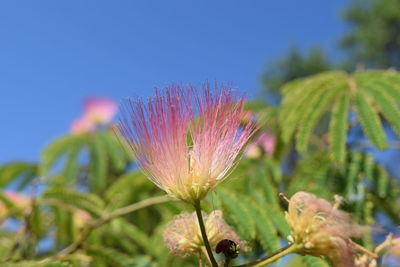 Close-up of flower