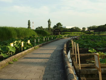 Empty footpath amidst plants against sky