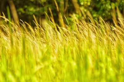 Close-up of stalks in field