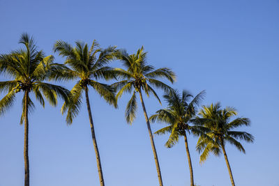 Low angle view of palm trees against clear blue sky