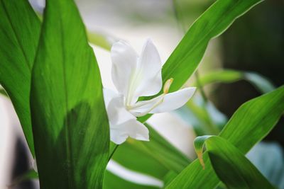 Close-up of white flowering plant