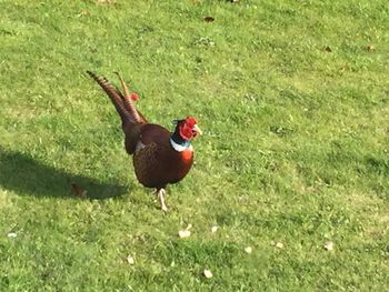 Close-up of a bird on field