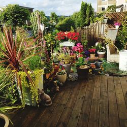 Potted plants by flower trees against sky