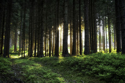 Trees in forest