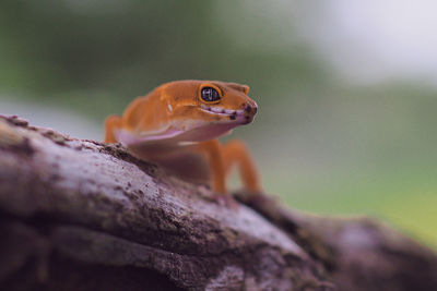 Close-up of lizard