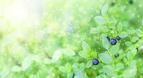 Close-up of water drops on plants