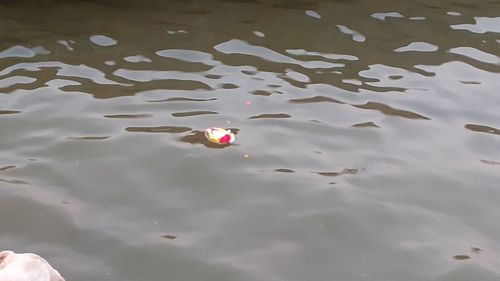 High angle view of ducks swimming in lake