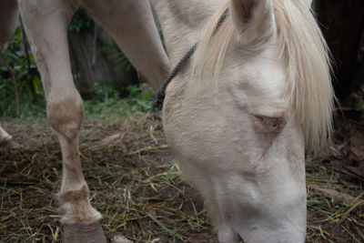 View of a horse on field