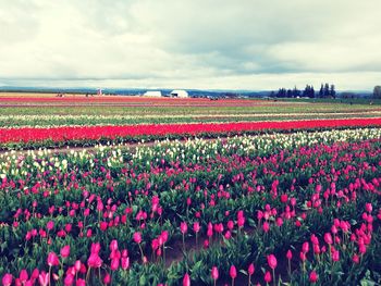 Scenic view of field against cloudy sky