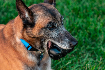 Close-up of dog looking away