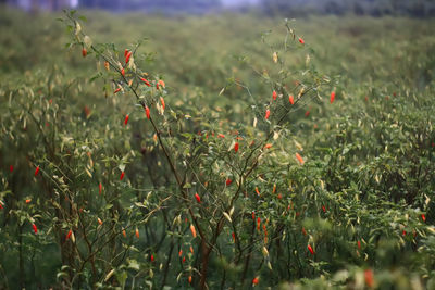 Close-up of red chilli peppers on field