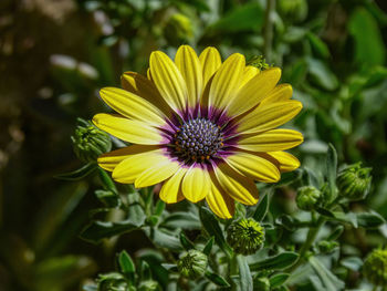 Close-up of yellow flower