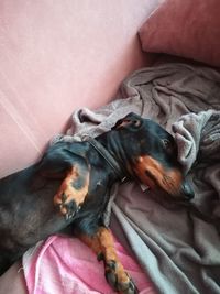 High angle view of dog resting on bed at home