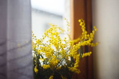 Close-up of yellow flowering plant