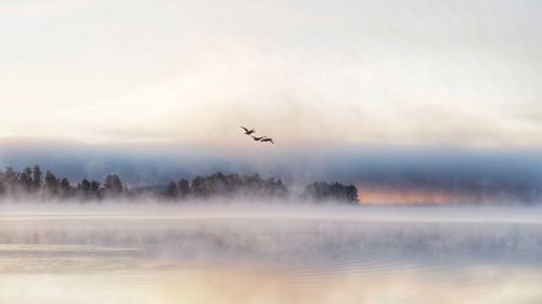 Flock of birds flying in sky