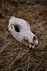 Close-up of an animal on field