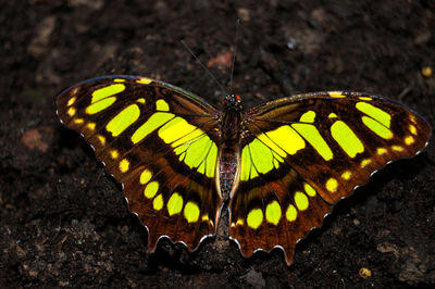 Close-up of butterfly