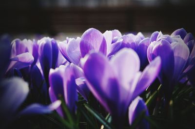Close-up of purple crocus flowers