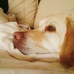 Close-up of dog lying down