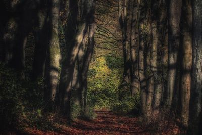 Trees in forest