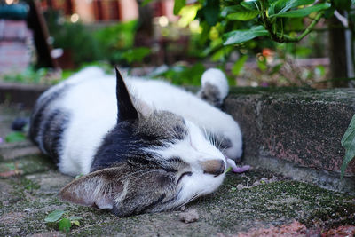 Close-up of cat sleeping on street