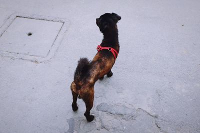 High angle view of dog standing outdoors