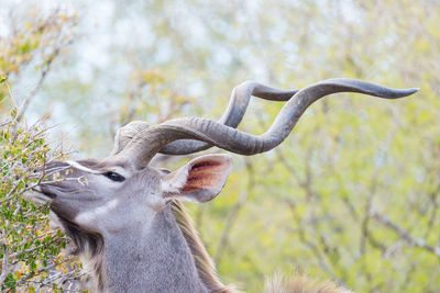 Close-up of deer on tree